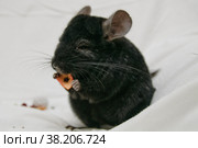 Black chinchilla. Стоковое фото, фотограф Анна Кривицкая / Фотобанк Лори