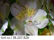 Крупный план красивой белой перуанской лилии на черном фоне, лилия инков (Alstroemeria) Стоковое фото, фотограф Pukhov K / Фотобанк Лори