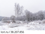 Заиндевелые деревья в лесу (2021 год). Стоковое фото, фотограф Александр Щепин / Фотобанк Лори