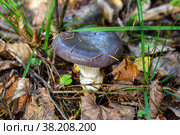 Гриб мокруха еловая (Gomphidius glutinosus) Стоковое фото, фотограф Ирина Яровая / Фотобанк Лори