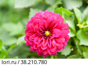 Ярко-розовый георгин (Dahlia) Стоковое фото, фотограф Эльмира Кобзева / Фотобанк Лори
