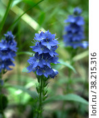 Вероника широколистная (Veronica austriaca, teucrium, Plantaginaceae) цветет голубыми цветами. Стоковое фото, фотограф Ольга Перфилова / Фотобанк Лори