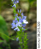 Вероника широколистная (Veronica austriaca, teucrium, Plantaginaceae) цветет голубыми цветами. Стоковое фото, фотограф Ольга Перфилова / Фотобанк Лори