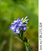 Вероника широколистная (Veronica austriaca, teucrium, Plantaginaceae) цветет голубыми цветами. Стоковое фото, фотограф Ольга Перфилова / Фотобанк Лори