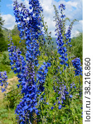 Blooming Tall Larkspur (Delphinium elatum) Стоковое фото, фотограф Ольга Остроухова / Фотобанк Лори