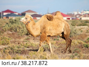 Bactrian camel. Стоковое фото, фотограф Art Konovalov / Фотобанк Лори