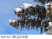 Лапы голубой ели (лат. Pīcea pūngens), с шишками покрытые снегом. Стоковое фото, фотограф Михаил Старшов / Фотобанк Лори
