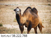Bactrian camel. Стоковое фото, фотограф Art Konovalov / Фотобанк Лори