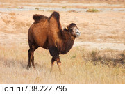 Bactrian camel. Стоковое фото, фотограф Art Konovalov / Фотобанк Лори