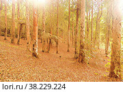 Illustration. Tropical trees in Asia. Beautiful adventure nature. Smooth tree trunks on slope. Landscape background in jungles of Southeast Asia. Trip national Park on island of Bali, Indonesia. Стоковая иллюстрация, иллюстратор Aleksandr Golubev / Фотобанк Лори