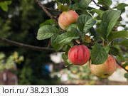 Close-up of ripe fresh red apples on apple tree branch in garden is ready for harvest. Fruit background. Concept of gardening, harvesting and healthy eating. Copy space for site. Стоковое фото, фотограф Aleksandr Golubev / Фотобанк Лори
