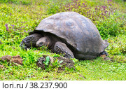 Galápagos tortoise (Chelonoidis elephantopus) in tropical Galapagos island. Стоковое фото, фотограф Aleksandr Golubev / Фотобанк Лори
