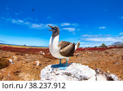 Blue-footed Booby (Sula nebouxii) endemic to Galapagos islands. Стоковое фото, фотограф Aleksandr Golubev / Фотобанк Лори