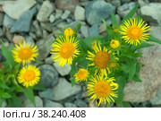 Flowering вush elecampane, inula. Стоковое фото, фотограф Ольга Остроухова / Фотобанк Лори