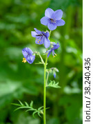 Delicate flowers cyanosis blue, Polemonium caeruleum. Стоковое фото, фотограф Ольга Остроухова / Фотобанк Лори