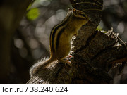 Бурундук на дереве. Стоковое фото, фотограф Николай Васильевич Дунаев / Фотобанк Лори