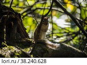 Бурундук на дереве. Стоковое фото, фотограф Николай Васильевич Дунаев / Фотобанк Лори