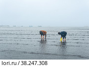 People collect shellfish on the shore at low tide against the backdrop of the port and fish processing plant in Yuzhno-Kurilsk (2022 год). Редакционное фото, фотограф Евгений Харитонов / Фотобанк Лори