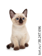 Small Siamese kitten. Стоковое фото, фотограф Okssi / Фотобанк Лори