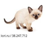 Small Siamese kitten stands. Стоковое фото, фотограф Okssi / Фотобанк Лори