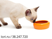 Small Siamese kitten and food bowl. Стоковое фото, фотограф Okssi / Фотобанк Лори