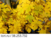 Желтые листья клёна полевого (Acer campestre L.). Осень. Стоковое фото, фотограф Ирина Борсученко / Фотобанк Лори