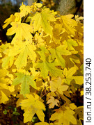 Осенние листья клёна полевого (Acer campestre L.) Стоковое фото, фотограф Ирина Борсученко / Фотобанк Лори