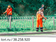 Russia, Samara, June 2021: Forestry workers mow the grass on the lawn along the road. Редакционное фото, фотограф Акиньшин Владимир / Фотобанк Лори