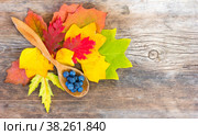 Still life of bright autumn leaves and blackthorn berries in a wooden spoon on an old wooden knotty cracked board, top view with space for text. Стоковое фото, фотограф Андрей С / Фотобанк Лори