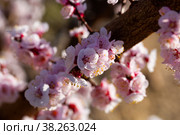 Close-up of blooming apricot trees in the fields. Стоковое фото, фотограф Яков Филимонов / Фотобанк Лори