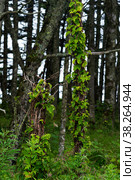 Coastal forest with windbreak and lianas on the Pacific coast, Kuril Islands. Стоковое фото, фотограф Евгений Харитонов / Фотобанк Лори