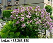 Куст цветущей сирени мелколистной Superba  (Syringa microphylla Superba) в городском ландшафте. Стоковое фото, фотограф Ирина Борсученко / Фотобанк Лори