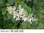 Цветущая сирень амурская (Syringa amurensis Rupr.) Стоковое фото, фотограф Ирина Борсученко / Фотобанк Лори