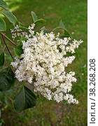 Кисть сирени амурской (Syringa amurensis Rupr.). Весна. Стоковое фото, фотограф Ирина Борсученко / Фотобанк Лори
