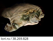 Chinese Trionyx Trionyx chinensis softshell freshwater turtle on black background. Стоковое фото, фотограф Алексей Антипов / Фотобанк Лори
