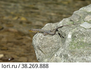 Darevskia caucasica is lizard species in genus Darevskia on stone by river, Caucasus, Sochi National Park, Russia. Стоковое фото, фотограф Алексей Антипов / Фотобанк Лори