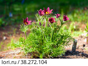 Pulsatilla flower, Прострел. Стоковое фото, фотограф Юлия Бабкина / Фотобанк Лори