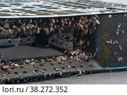 Colony of young  marine organisms, biofouling on floating anthropogenic debris (floating discarded plastic pallet) Стоковое фото, фотограф Евгений Харитонов / Фотобанк Лори