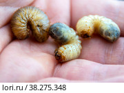Larvae of the bronze beetle or Flower chafer in the hand of a man close-up. Стоковое фото, фотограф Дмитрий Коростылев / Фотобанк Лори