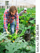 Hired worker harvests ripe zucchini in greenhouse. Стоковое фото, фотограф Яков Филимонов / Фотобанк Лори