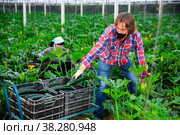 Farm workers gathering crop of zucchini in greenhouse. Стоковое фото, фотограф Яков Филимонов / Фотобанк Лори