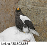 Steller's sea eagle (Haliaeetus pelagicus), also known as Pacific sea eagle or white-shouldered eagle, very large diurnal bird of prey in family Accipitridae. Стоковое фото, фотограф Валерия Попова / Фотобанк Лори
