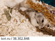 Hungry hamster eating spikelet in cage. Стоковое фото, фотограф Ира Орлова / Фотобанк Лори
