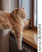 Ginger meynkun is laying on table and looking through window. Стоковое фото, фотограф Константин Шашков / Фотобанк Лори