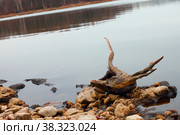 Коряга живописная, омытая водами озера (2022 год). Редакционное фото, фотограф Галина Сычева / Фотобанк Лори