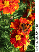 Бабочка сидит на красном цветке бархатки (Tagetes) Стоковое фото, фотограф Цибаев Алексей / Фотобанк Лори