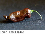 Very a Hot pepper Kraken Scorpion. Стоковое фото, фотограф Ирина Кротова / Фотобанк Лори