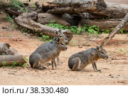 Three Patagonian mara in nature. Стоковое фото, фотограф Наталья Волкова / Фотобанк Лори