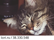 Sleeping a striped big cat in the house. Стоковое фото, фотограф Ирина Кротова / Фотобанк Лори