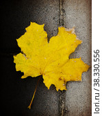 Yellow maple withered leaf in autumn on the pavement in autumn. macro. a photo. Стоковое фото, фотограф Ирина Кротова / Фотобанк Лори